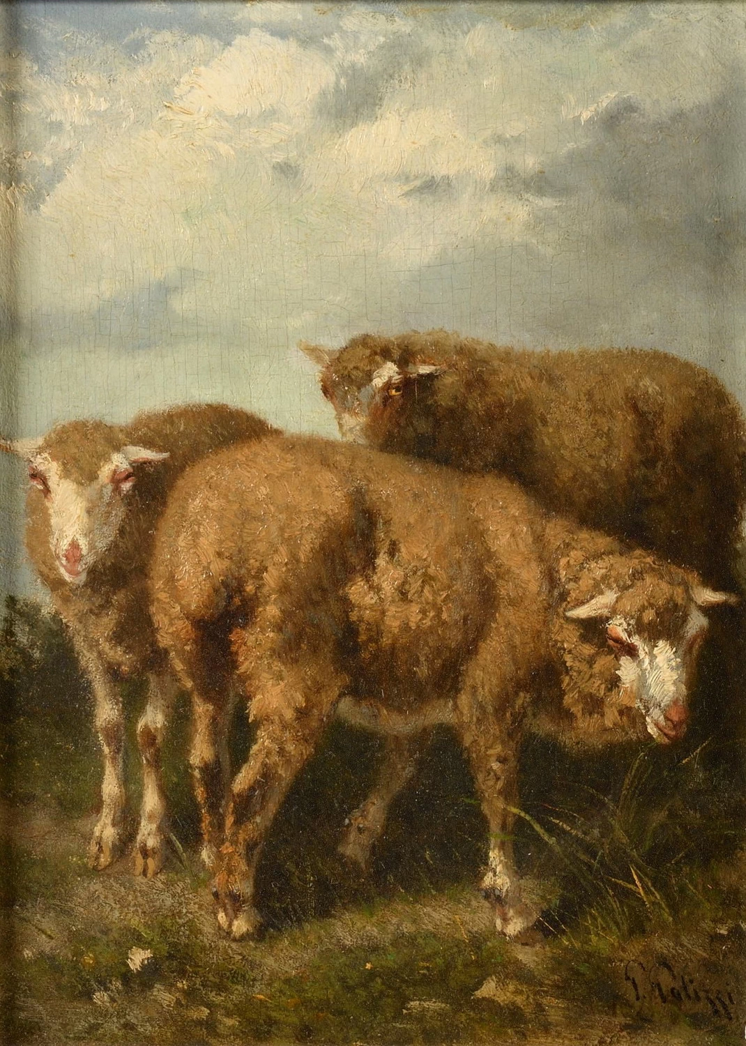 Pecore